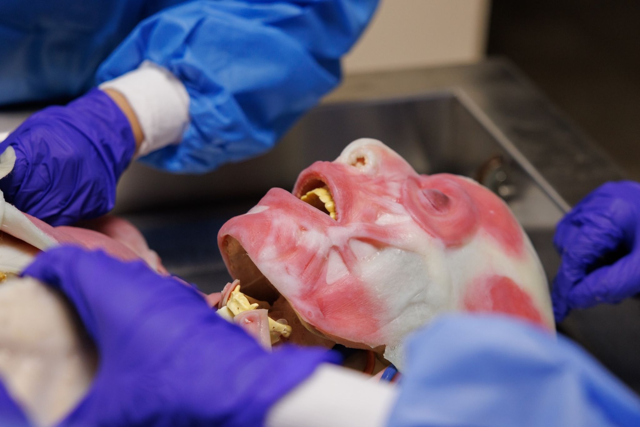 Practical Training with SynDaver at KWIU